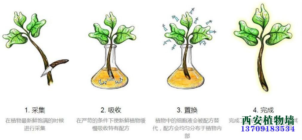 西安永生苔藓种植基地