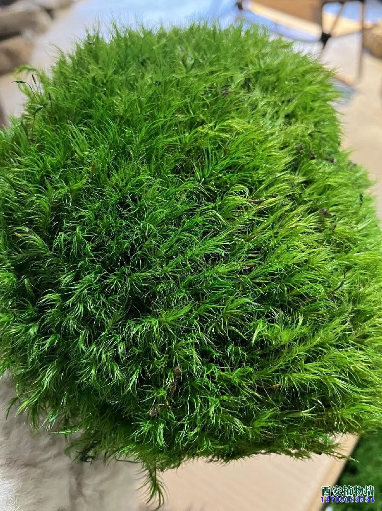 西安永生苔藓